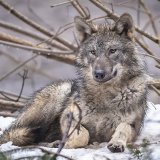 Le Valais a supprimé 27 loups qui vivaient sur son territoire (photo d'illustration) KEYSTONE/MICHAEL BUHOLZER
